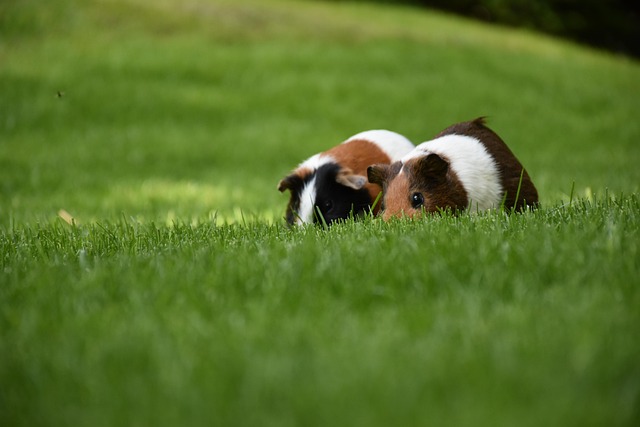 Guinea pig