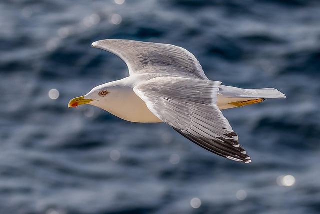 gull