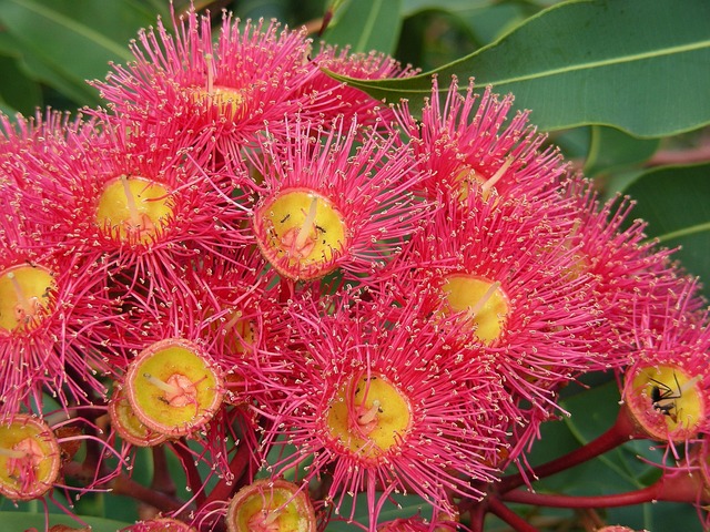 gum tree