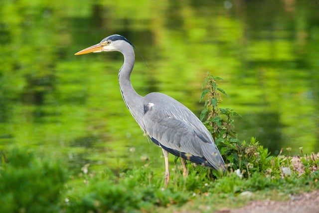 Hình ảnh minh họa ý nghĩa của từ habitual