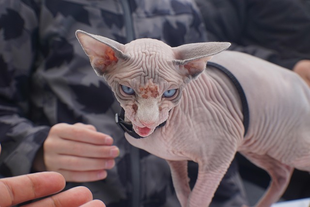 Hình ảnh minh họa ý nghĩa của từ hairless