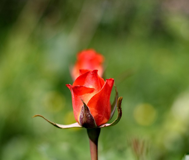 Hình ảnh minh họa ý nghĩa của từ handsomely