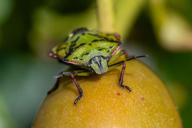 harmful insect