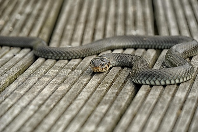 harmless cause