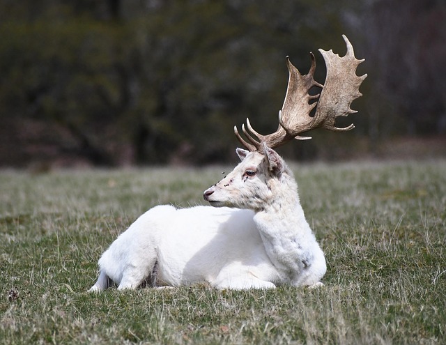 Hình ảnh minh họa ý nghĩa của từ hart