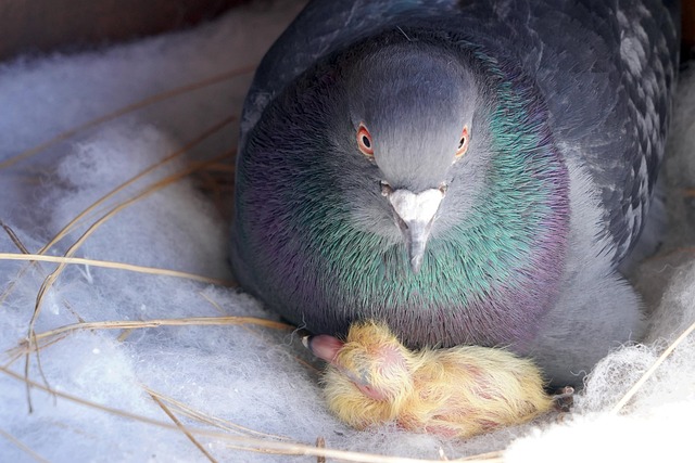 Hình ảnh minh họa ý nghĩa của từ hatchling