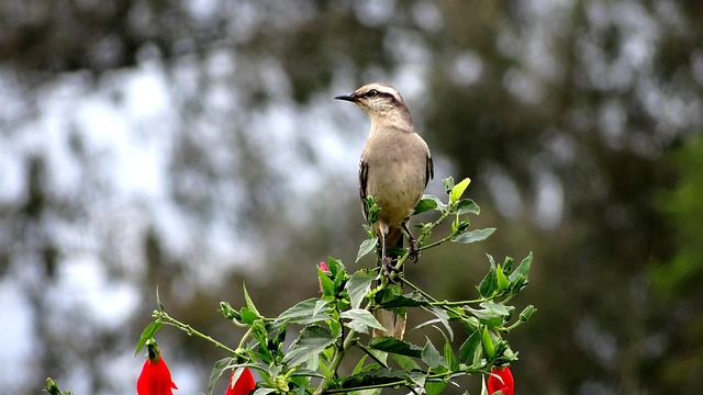 Hình ảnh minh họa ý nghĩa của từ haughtiness
