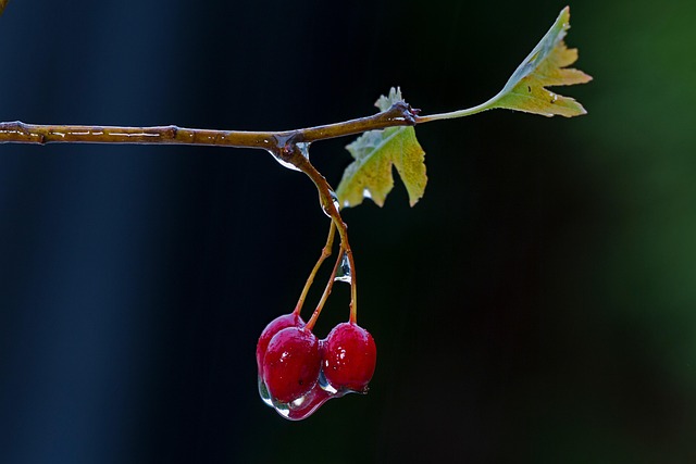 hawthorn
