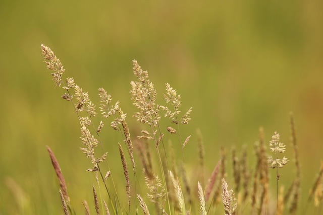 Hình ảnh minh họa ý nghĩa của từ hay fever
