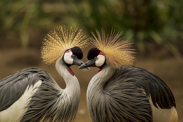 headdress