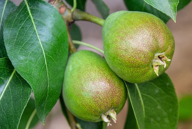 healthy growth