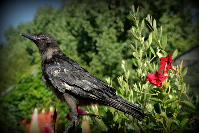 Hình ảnh minh họa ý nghĩa của từ hearse