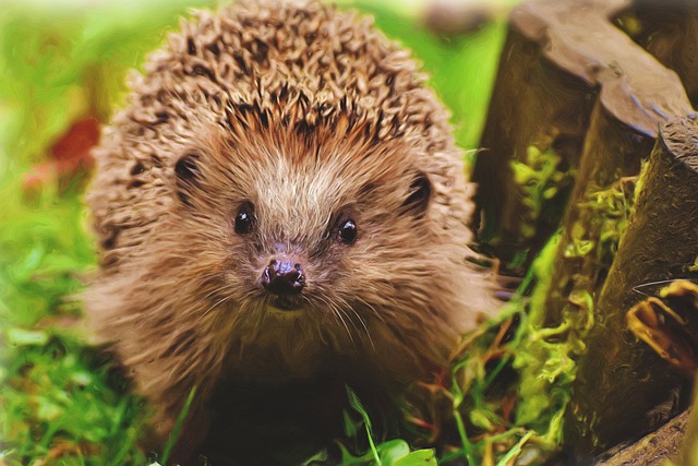 hedgehog