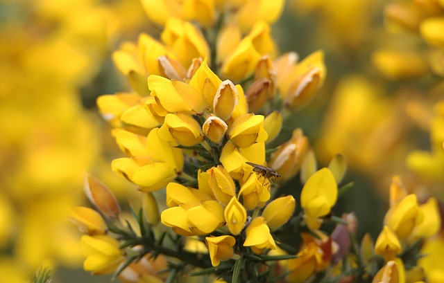 hedgerow