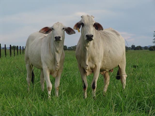 heifer