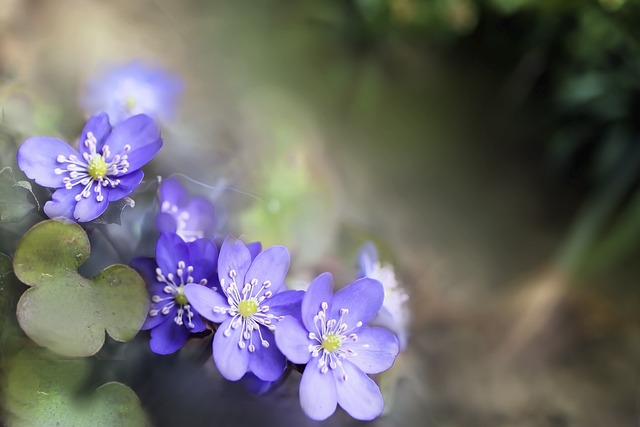 Hình ảnh minh họa ý nghĩa của từ hepatic cirrhosis