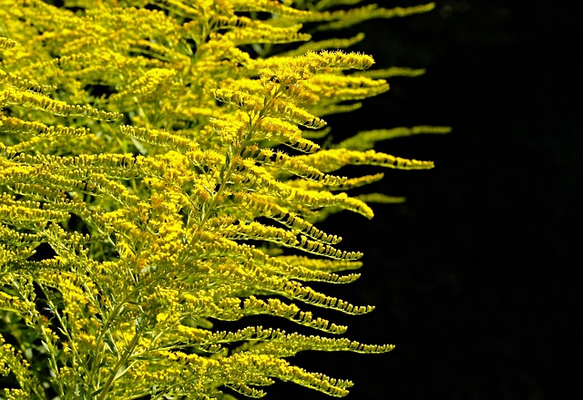 herbaceous plants