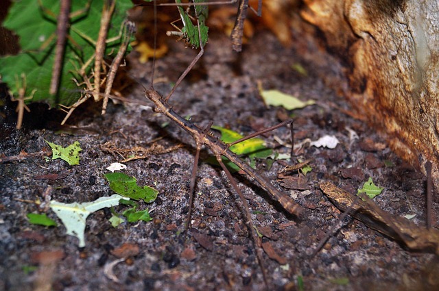 herbivore insect