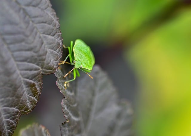 herbivorous insect