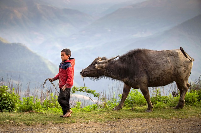herder