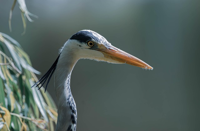 heron