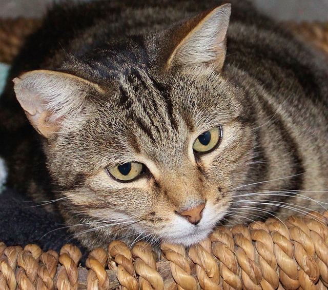 Hình ảnh minh họa ý nghĩa của từ hidden feelings