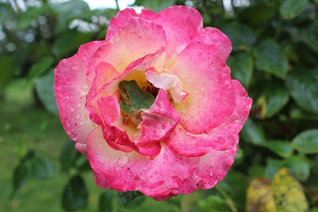 Hình ảnh minh họa ý nghĩa của từ hideout