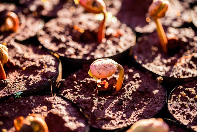 Hình ảnh minh họa ý nghĩa của từ higher echelons