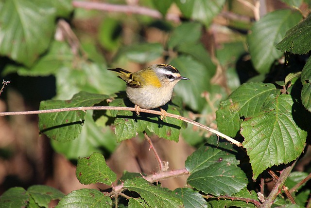 Hình ảnh minh họa ý nghĩa của từ hint