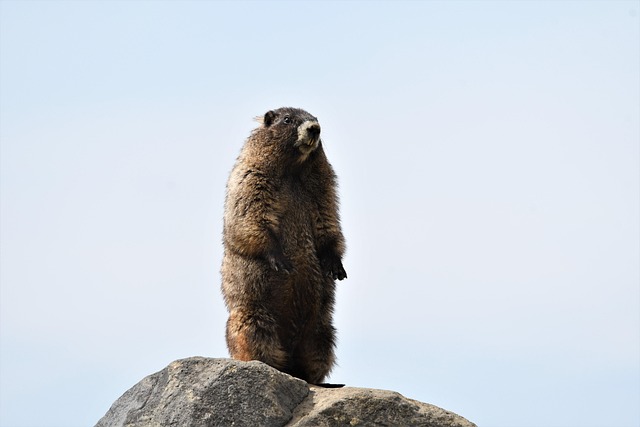 hoary