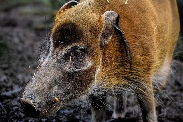 Hình ảnh minh họa ý nghĩa của từ hog