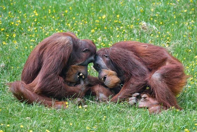 hominids