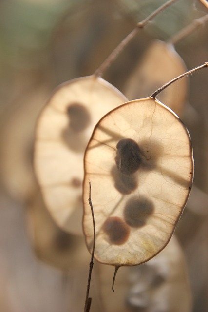 Hình ảnh minh họa ý nghĩa của từ honesty