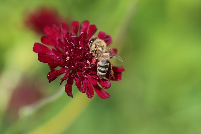 honey wine