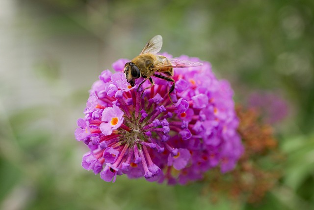Honeybee