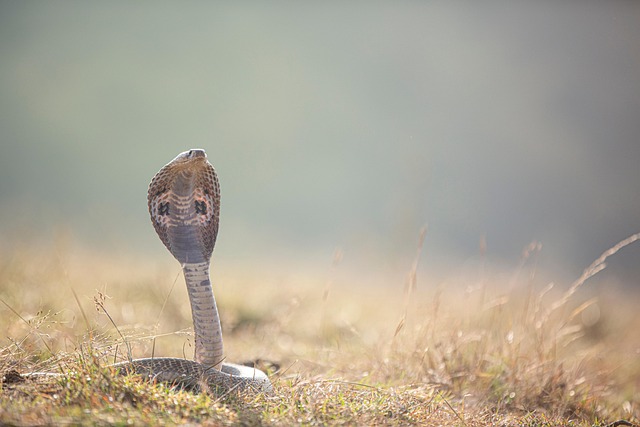 hooded snake