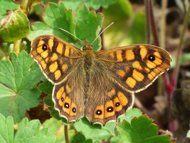 Hình ảnh minh họa ý nghĩa của từ hopper