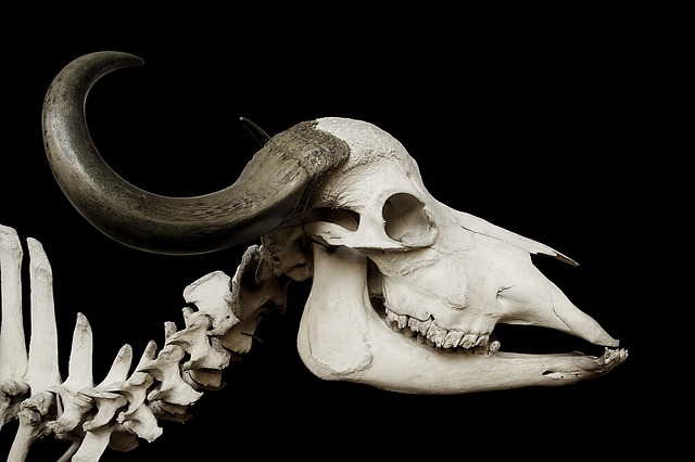 horn of africa