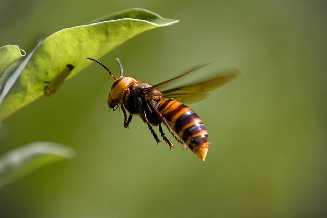 hornet