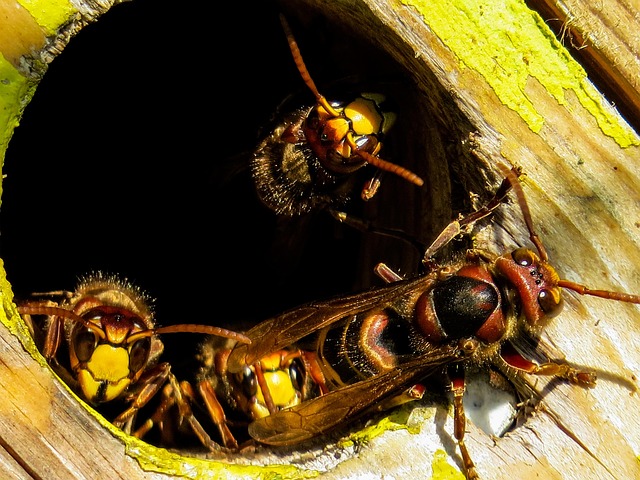 hornets' nest