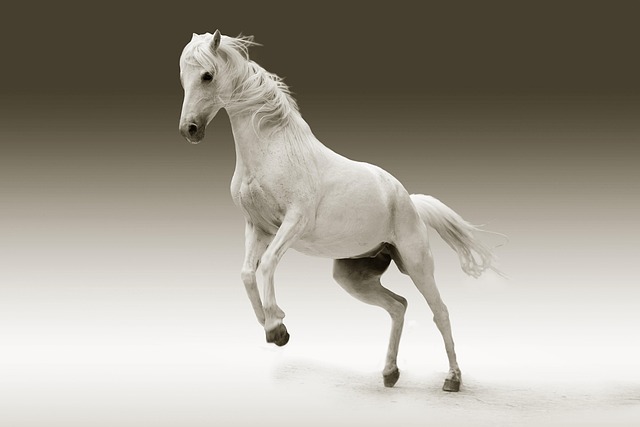 Hình minh họa cavallo