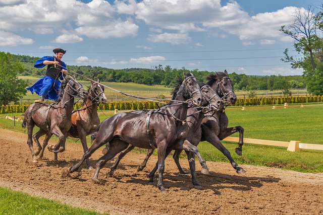 horse race