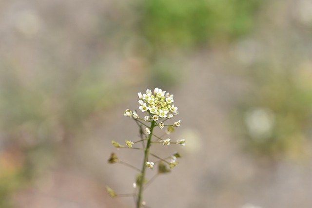 horseradish