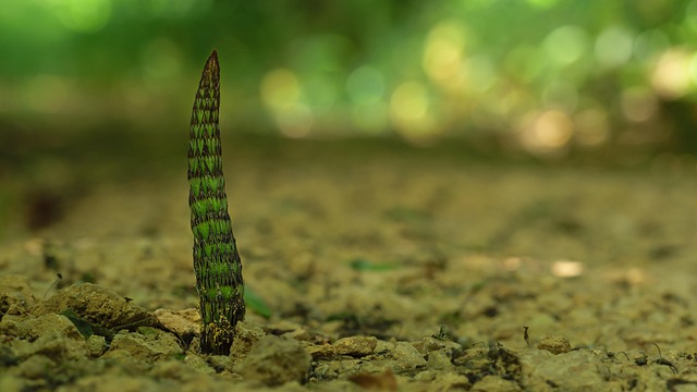 horsetail