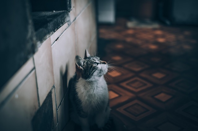 house cat