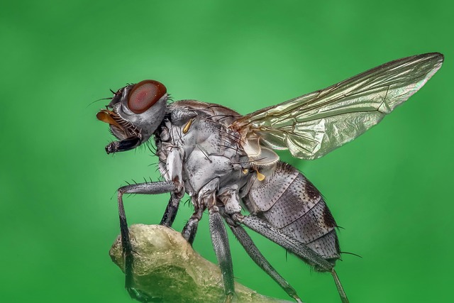 housefly