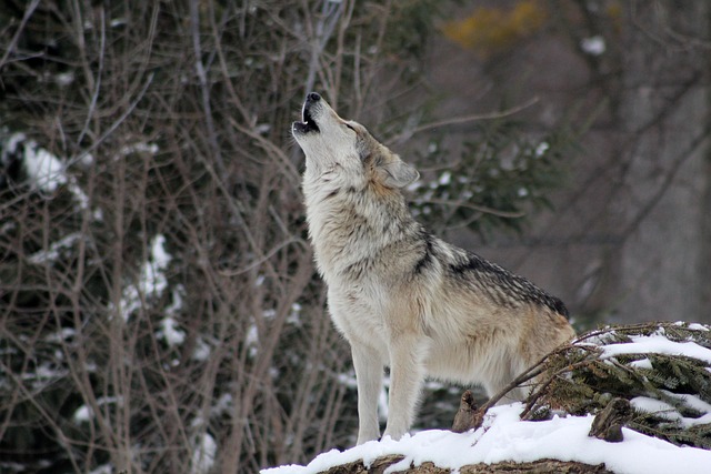 howl (with laughter)