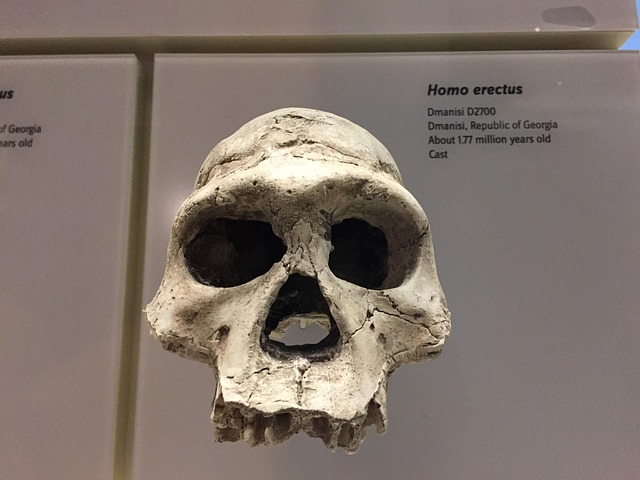 human ancestor