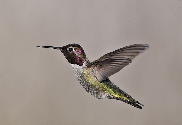 humming