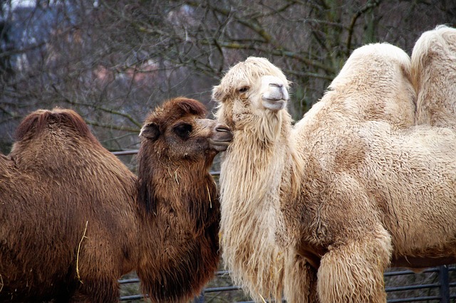 hump